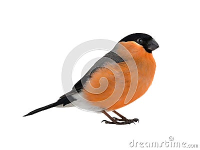 Portrait male bullfinch on a white Stock Photo