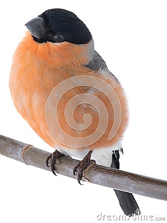 Portrait male bullfinch on a white Stock Photo