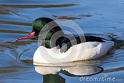 Portrait of a male common merganser - Mergus merganser Stock Photo