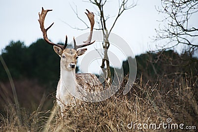 Male deer standing in the bushes, Netherlands Stock Photo