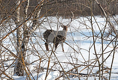 Portrait of a male deer standing in the bushes Stock Photo