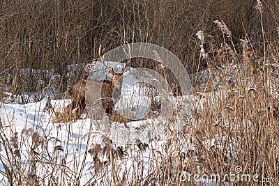 Portrait of a male deer standing in the bushes Stock Photo