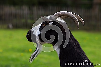 Male domestics ibex capra Stock Photo