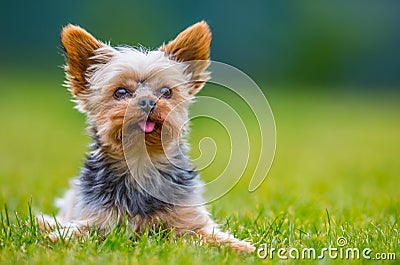 Portrait of male or female Yorkshire Terrier dog Stock Photo