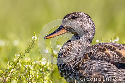 Portrait of Male Gadwall in grassland Stock Photo