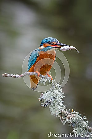 Portrait of a male kingfisher with his catch Stock Photo