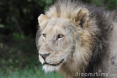 Portrait of Male Lion Stock Photo