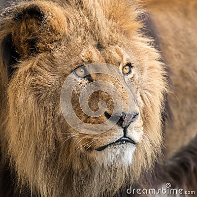 A portrait of a male lion in captivity Stock Photo