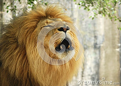 Portrait of a male lion roaring Stock Photo