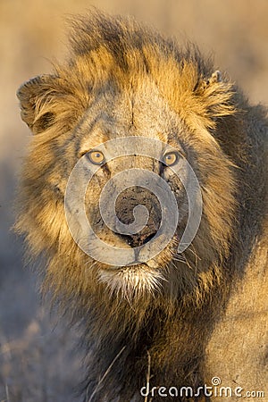 Portrait of a Male Lion, South Africa Stock Photo