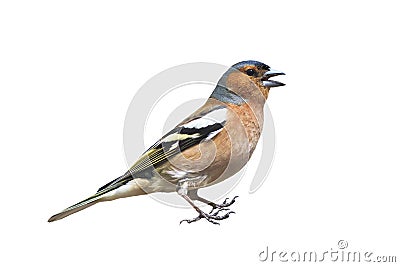 Portrait of a male little songbird Finch stands and sings on a white isolated background Stock Photo