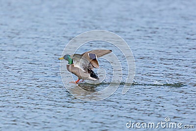 Portrait of male mallard duck anas platyrhynchos landing on wa Stock Photo