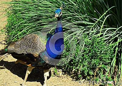 Portrait of a male peacock (Pavo cristatus) in the grass. Stock Photo