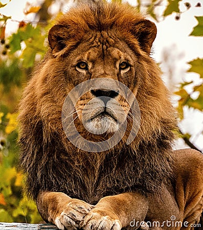 Portrait of a male pride African Lion as the King of Beasts on a fall day or autumn day Stock Photo