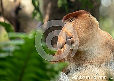 Portrait of a Male Proboscis Monkey with big nose Stock Photo