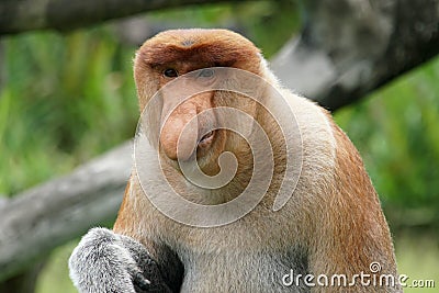 Portrait of Male Proboscis Monkey Nasalis larvatus Stock Photo