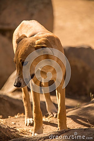 Portrait of a malnourished mixed breed dog in rural zimbabwe Stock Photo