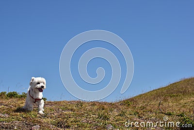 Portrait of Maltese dog in nature. Beautiful dog breeds. Stock Photo