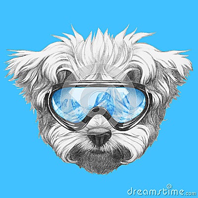 Portrait of Maltese Poodle with ski goggles. Cartoon Illustration