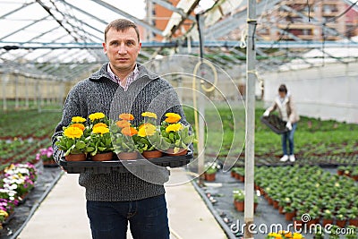 Portrait of man gardener with potted flowers calendula standing in greenhouse Stock Photo