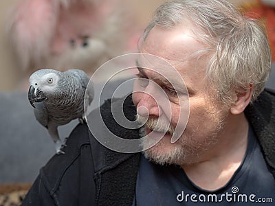 Jaco parrot on his shoulder Stock Photo