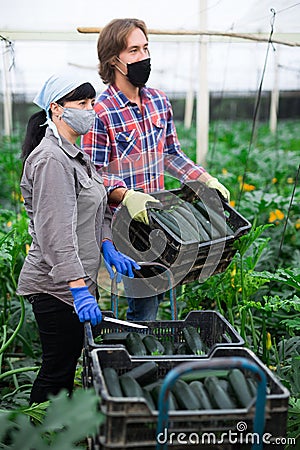 Portrait of man and woman wearing protective masks with boxes of ripe zucchini in greenhouse Stock Photo