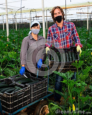 Portrait of man and woman wearing protective masks with boxes of ripe zucchini in greenhouse Stock Photo