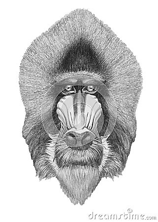 Portrait of Mandrill. Cartoon Illustration