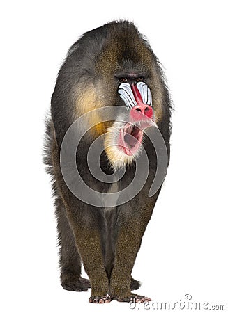 Portrait of Mandrill, Mandrillus sphinx Stock Photo