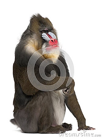 Portrait of Mandrill, Mandrillus sphinx, primate Stock Photo