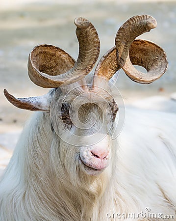 Portrait of a markhor goat Stock Photo