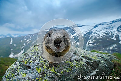 Portrait of marmot. Cute sit up on its hind legs animal Marmot, Marmota marmota, in the nature habitat, Alp, Austria. Detail face Stock Photo