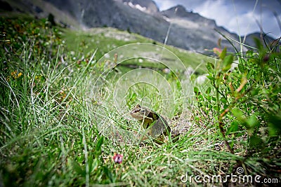 Water frog in the grass Stock Photo