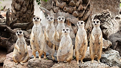 Portrait of meerkat family Stock Photo