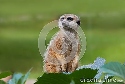 Portrait of Meerkat Suricata suricatta, African native animal Stock Photo