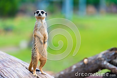 Portrait of Meerkat Suricata suricatta Stock Photo