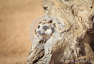 Portrait of Meerkat Suricata suricatta, African native animal, small carnivore Stock Photo