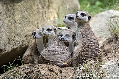 Portrait of Meerkat Suricata suricatta, African native animal, small carnivore. Stock Photo