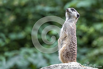 Portrait of Meerkat Suricata suricatta, African native animal, small carnivore. Stock Photo