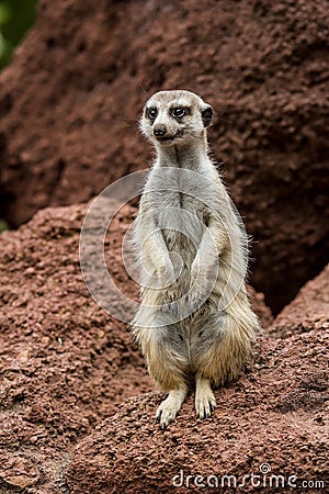 Portrait meerkat, suricate outdoor standing Stock Photo