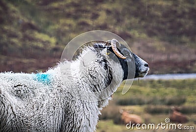 Portrait of a melancholic sheep in the rain. Perthshire, Scotland. Stock Photo