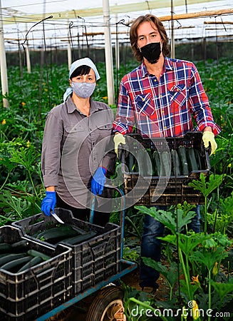 Portrait of man and woman wearing protective masks with boxes of ripe zucchini in greenhouse Stock Photo