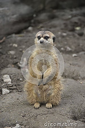Meerkat Standing on the Ground Stock Photo