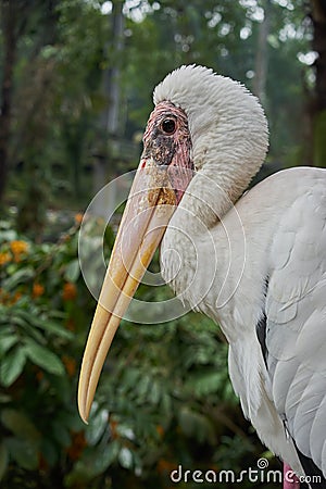 Portrait of Milky Stork Stock Photo