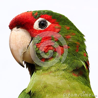 Portrait mitred parakeet isolated on white background Stock Photo