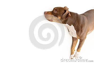 Portrait mixed-breed american bully lying dowm resting. Isolated on white background Stock Photo