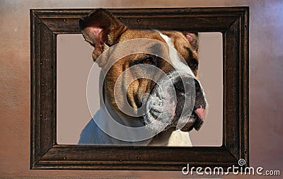 Bulldog in a wooden frame Stock Photo