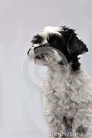 Cute little moggy dog with big astonished eyes Stock Photo