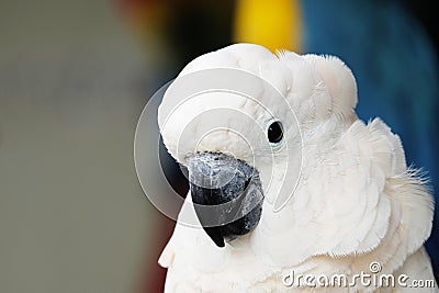 Portrait of moluccan cockatoo Stock Photo