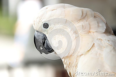 Portrait of moluccan cockatoo Stock Photo